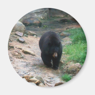 Íman Urso Preto Americano