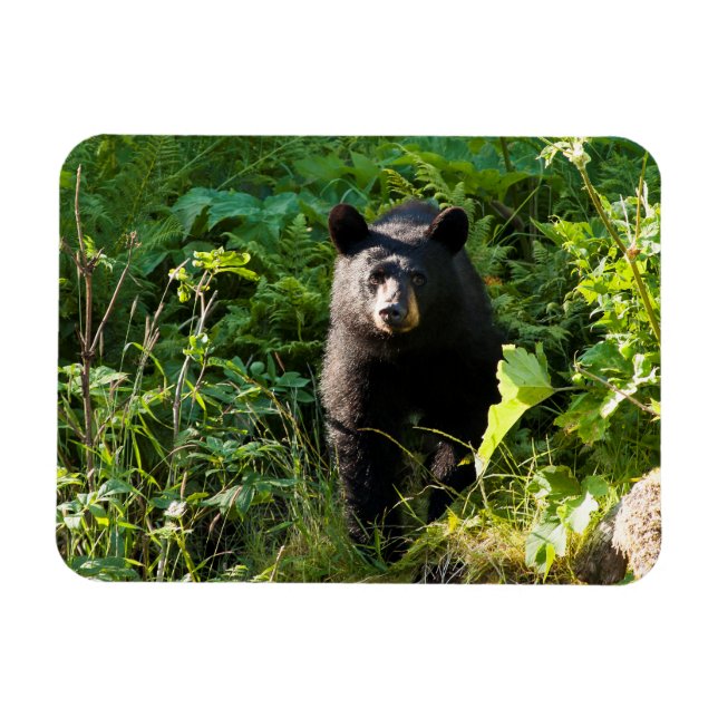 Íman Urso Preto Curioso (Horizontal)