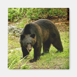 Íman Urso preto de Pensilvânia