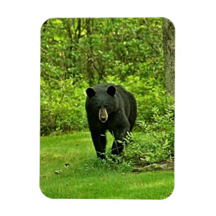 Íman Urso preto do quintal