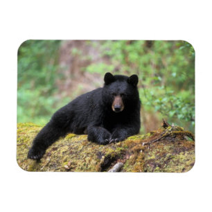 Íman Urso preto em um tronco de crescimento antigo na