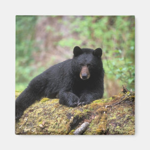 Íman Urso preto em um tronco de crescimento antigo na