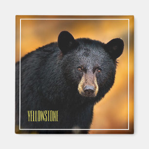 Íman Urso Preto Magnet Yellowstone