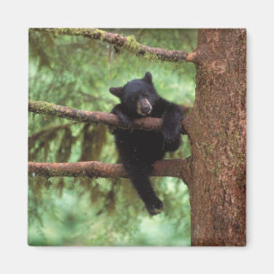 Íman urso preto, Ursus americanus, filhote em uma árvor