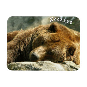 Íman Urso ressonando