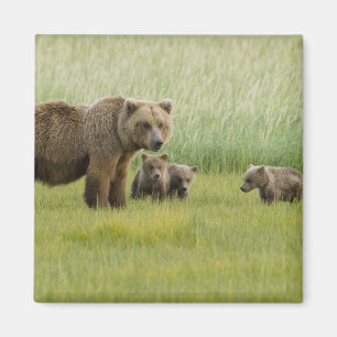 Íman Ursoa marrón de Alasca e três filhotes, Ursus