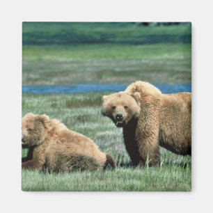 Íman Ursos de urso