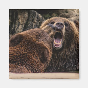 Íman Ursos de urso bonitos