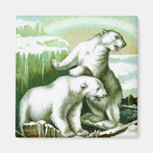 Íman Ursos polares e aurora boreal