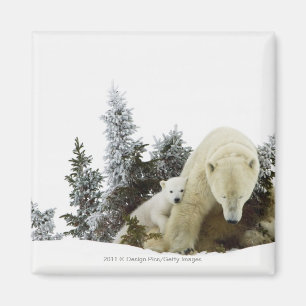 Íman Ursos polares no parque nacional de Wapusk