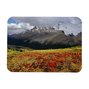 Íman Uva-ursina no início do outono Pico Athabasca no