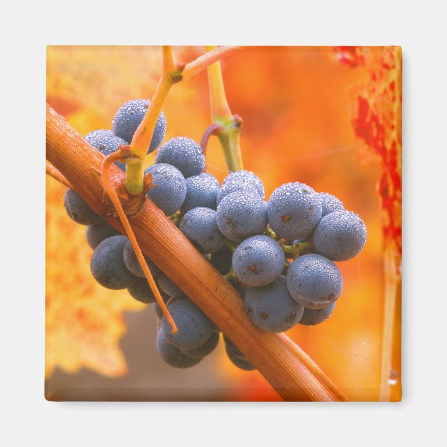 Íman Uvas De Ripas Em Vinha (Frente)