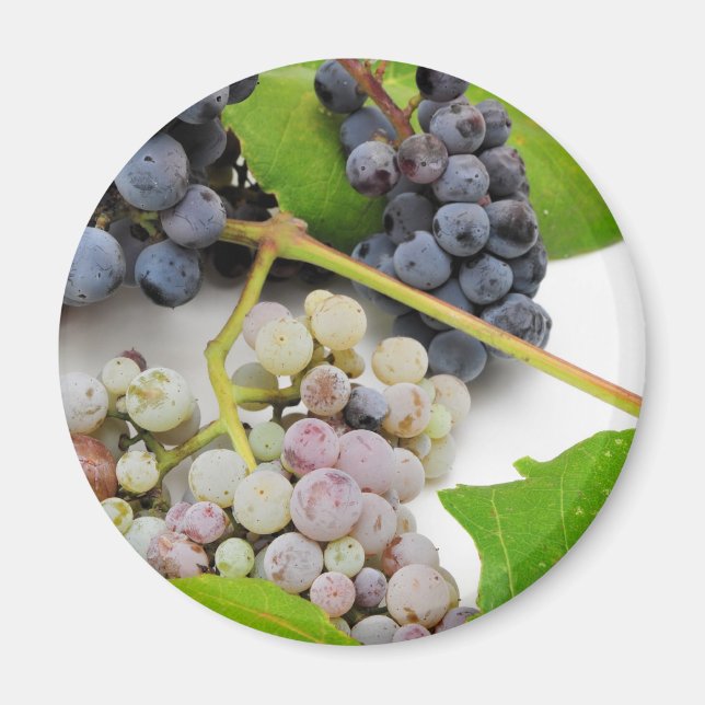 Íman Uvas E Folhas Selvagens (Frente)