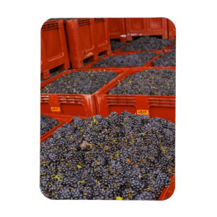 Íman Uvas Gamay recém-chegadas da colheita na