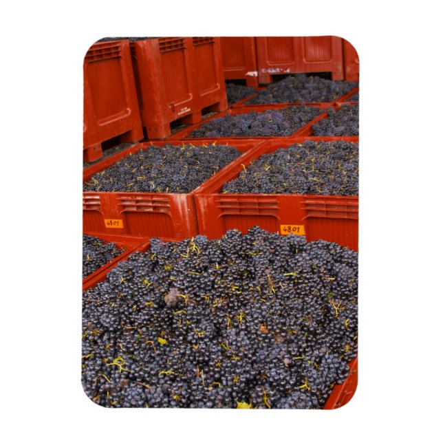 Íman Uvas Gamay recém-chegadas da colheita na (Vertical)