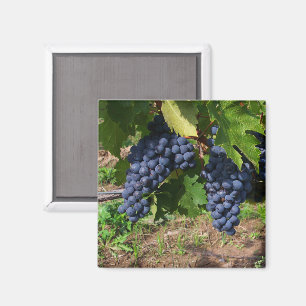 Íman Uvas no ímã da videira