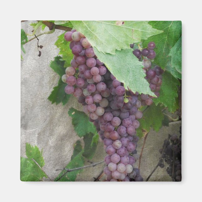 Íman Uvas roxas no ímã da vinha (Frente)