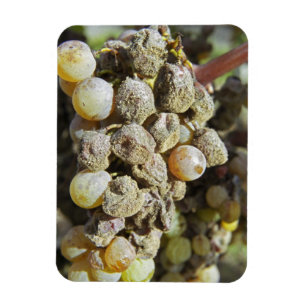Íman Uvas Semillon com podridão nobre. na época da colh