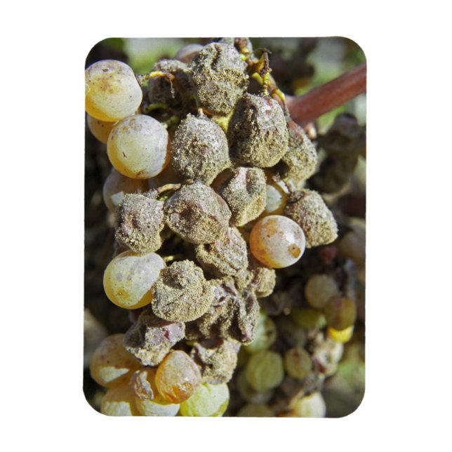 Íman Uvas Semillon com podridão nobre. na época da colh (Vertical)