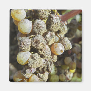 Íman Uvas Semillon com podridão nobre na época da colhe