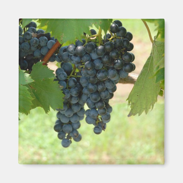 Íman uvas vinícolas (Frente)