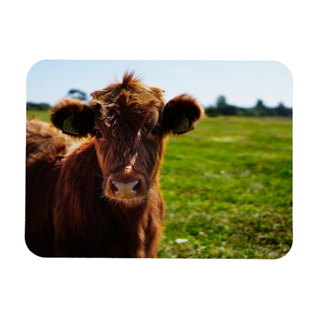 Íman Vaca castanha jovem no campo da pastagem (Horizontal)