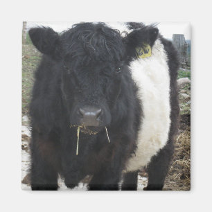 Íman Vaca cercada de Galloway que come o feno