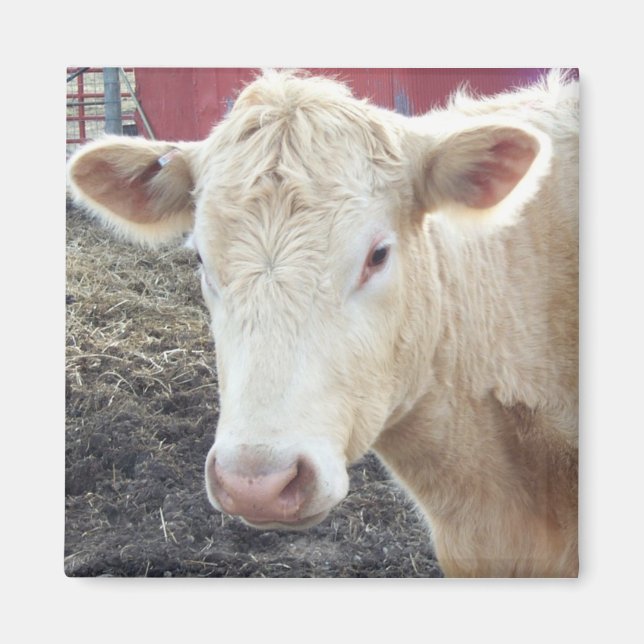 ÍMAN VACA DE CAROLE (Frente)