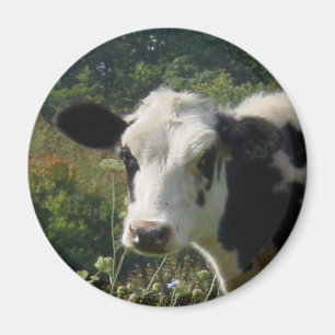 Íman Vaca de Holstein