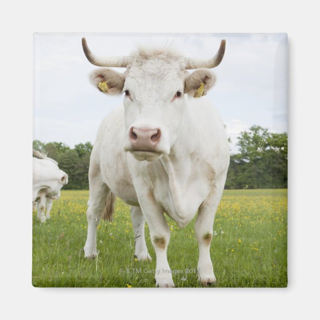 Íman Vaca em prado (Frente)