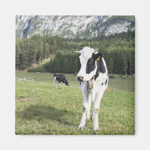 Íman Vaca em um prado, Fie Sciliar Allo, alto Adige,