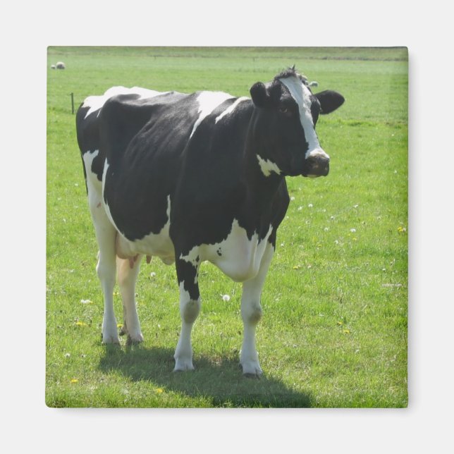 Íman Vaca frísio na Imã de geladeira verde-prado (Frente)