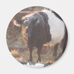 Íman Vaca Galloway Congelada Abaixo