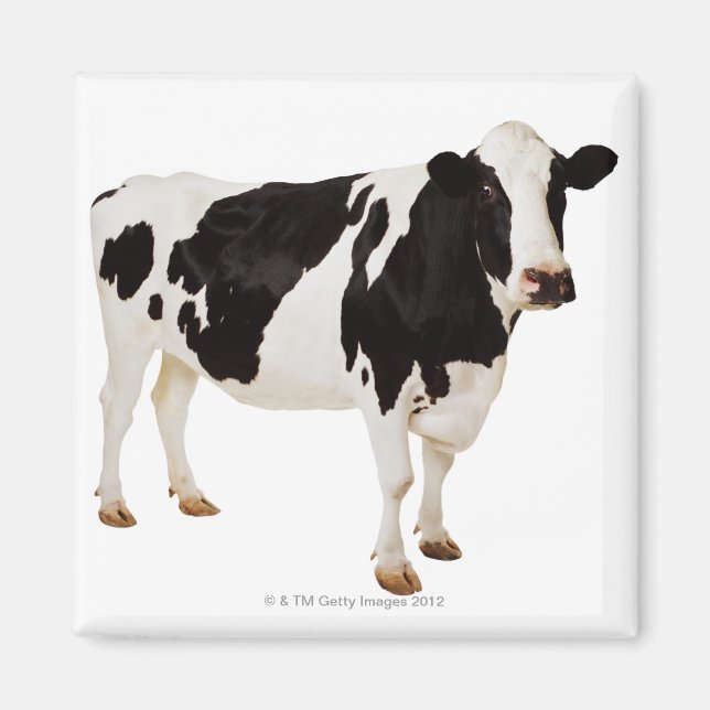 Íman Vaca Holstein | Bos taurus (Frente)