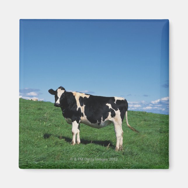 Íman vaca Holstein em campo, Bekkai-Machi, (Frente)