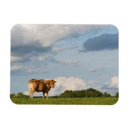 Íman vaca loira d'Aquitaine na região de Dordogne, Fran
