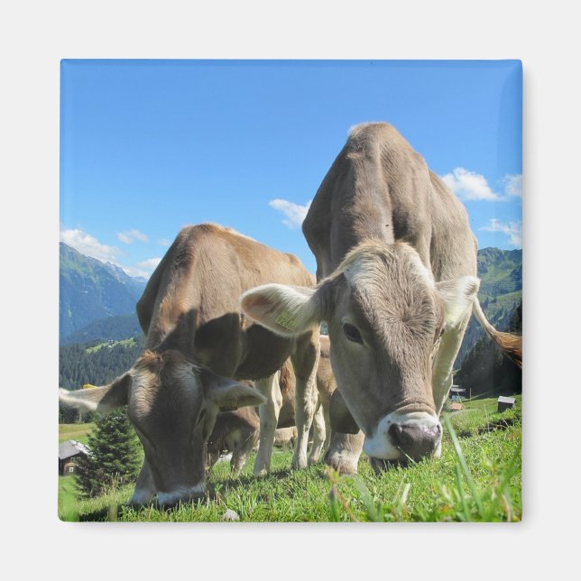 Íman Vacas (Frente)