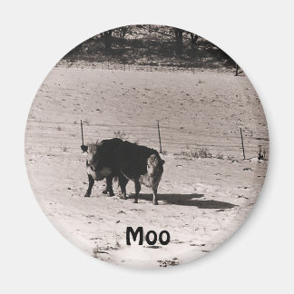 Íman vacas