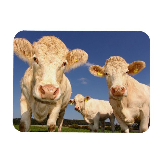 Íman Vacas (Horizontal)