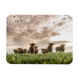 Íman Vacas