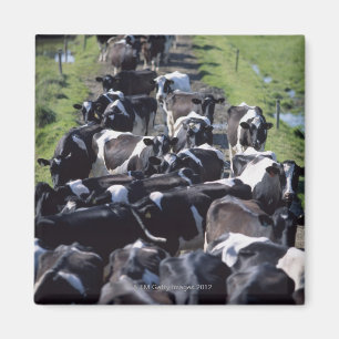 Íman Vacas de leiteria de Fresian, esperando a ordenha,