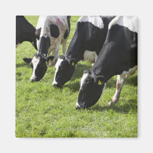 Íman Vacas de leiteria que pastam no pasto