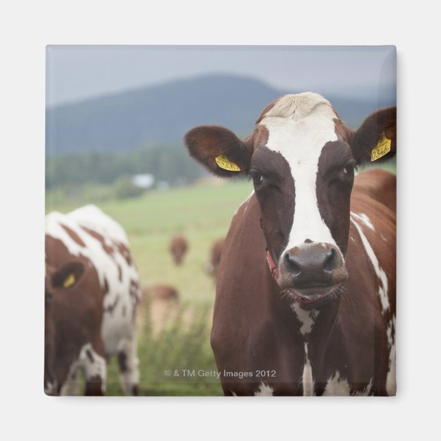 Íman Vacas de pastagem (Frente)