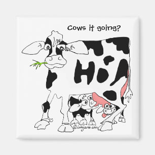 Íman Vacas ele que vai? Imã de geladeira quadrada