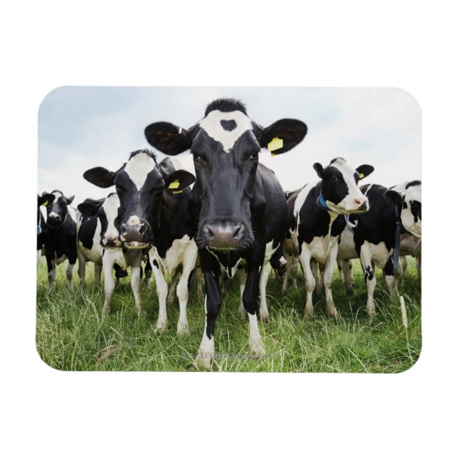 Íman Vacas em fila olhando para a câmera (Horizontal)