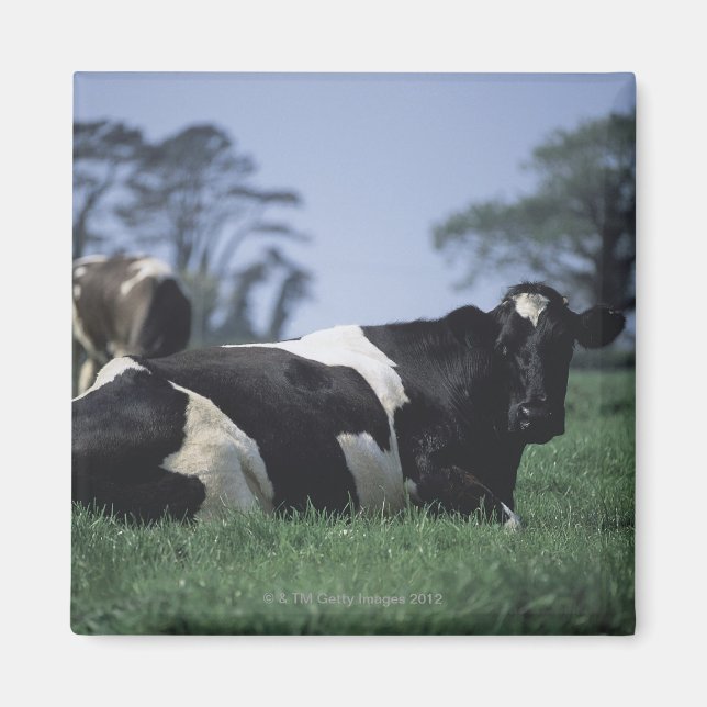 Íman vacas em pastagem (Frente)