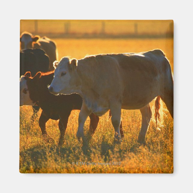 Íman Vacas em pastagens 2 (Frente)
