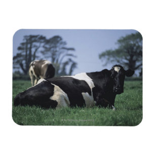 Íman vacas em um pasto