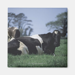 Íman vacas em um pasto