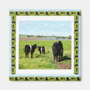 Íman Vacas Galloway Enquadradas, Imã de geladeira